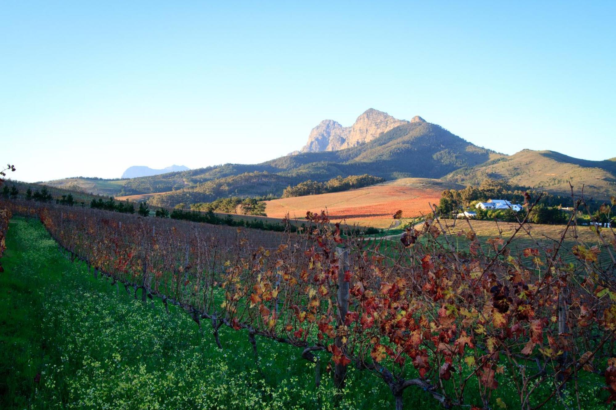 Marianne Wine Estate Bed and Breakfast Stellenbosch Eksteriør billede